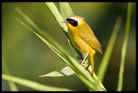 Common Yellowthroat