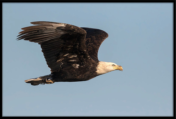 Bald Eagle