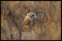 Burrowing Owl