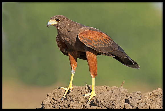 Harris's Hawk