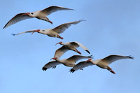 White Ibis in flight