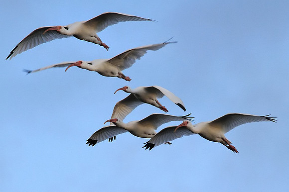 White Ibis in flight