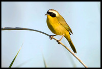 Common Yellowthroat