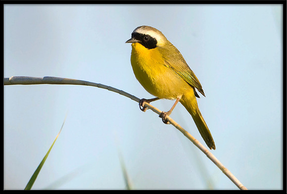 Common Yellowthroat