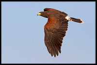 Harris's Hawk