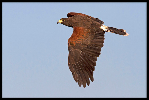 Harris's Hawk