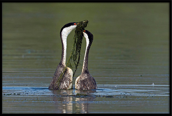Western Grebes Weed Ceremony