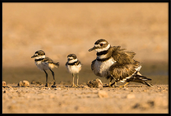 Killdeer Chicks