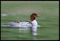 Common Merganser (f)