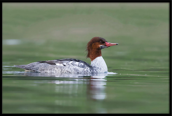 Common Merganser (f)