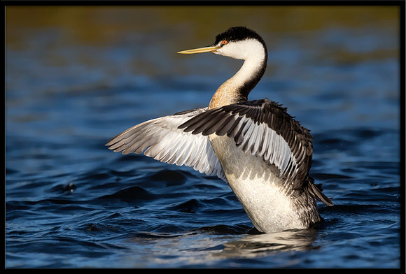 Western Grebe
