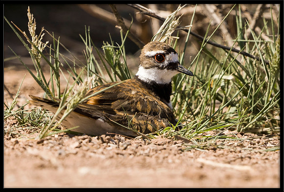 Killdeer Chicks