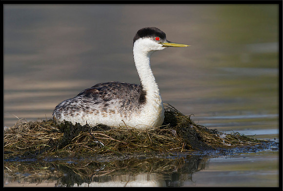 Western Grebe on eggs