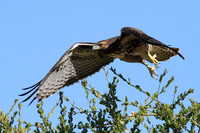 Red-tailed Hawk
