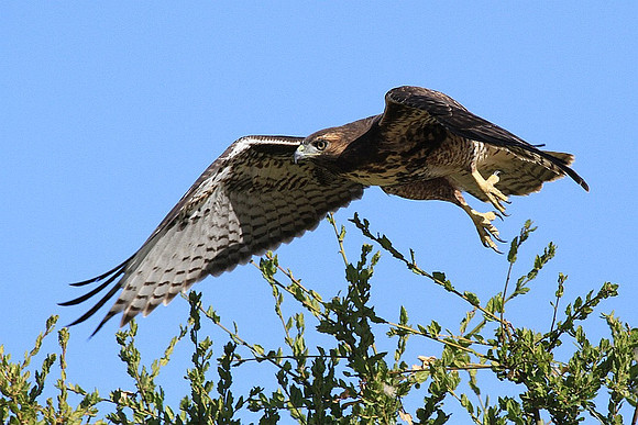 Red-tailed Hawk
