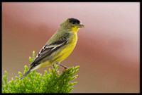 Lesser Goldfinch