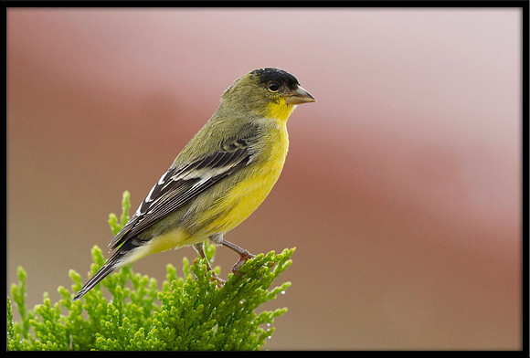Lesser Goldfinch