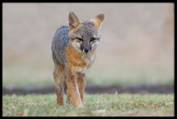 Grey Fox