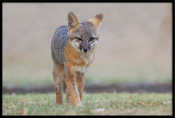 Grey Fox