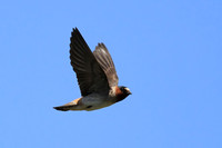 Cliff Swallow