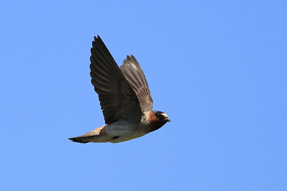 Cliff Swallow