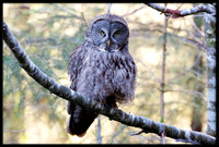 Great Grey Owl