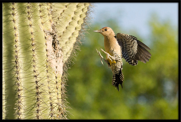 Gila Woodpecker nest