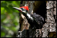 Pileated Woodpecker chick