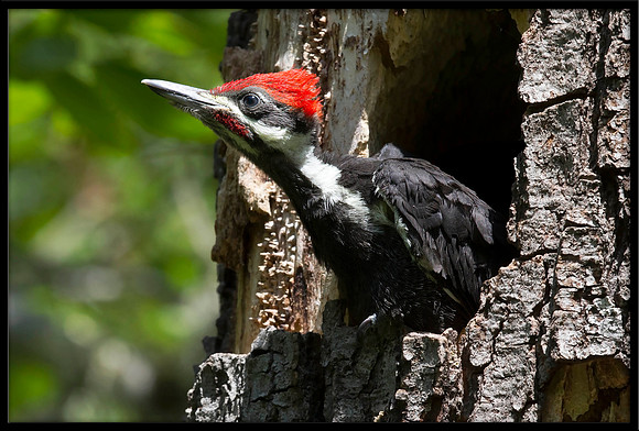 Pileated Woodpecker chick