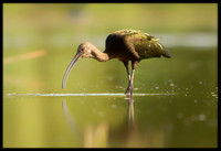 White-faced Ibis