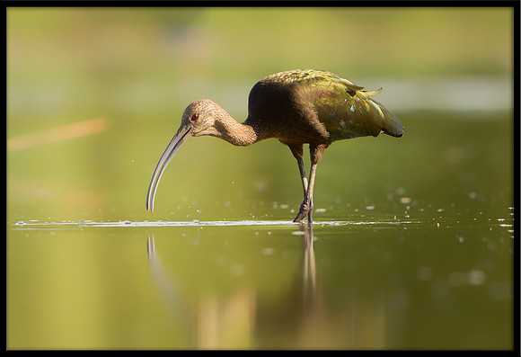 White-faced Ibis