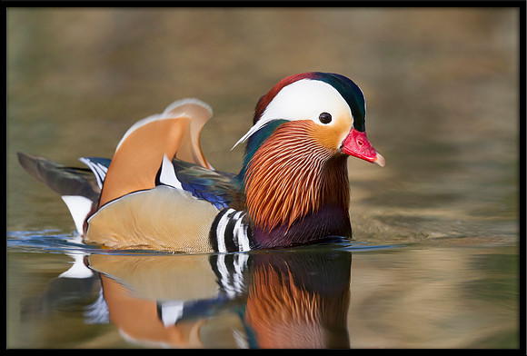Mandarin Duck