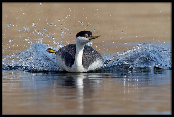 Western Grebe