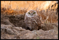 Burrowing Owl