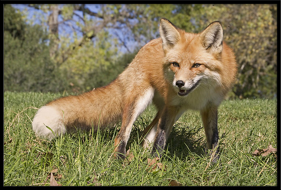 Red Fox