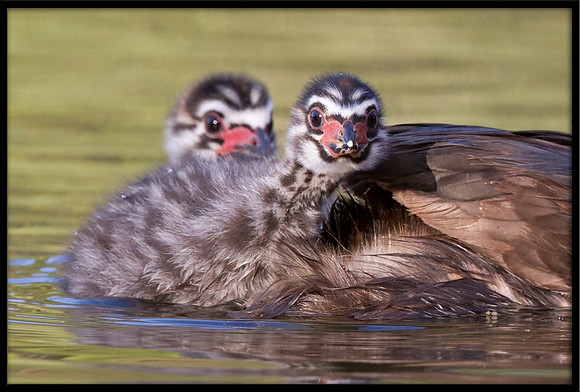 Pied-billed Grebe chicks