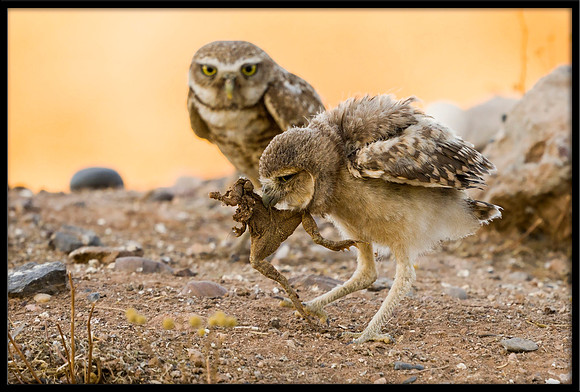 Burrowing Owl parent and juvie with frog