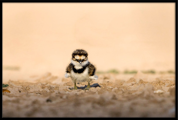 Killdeer Chick