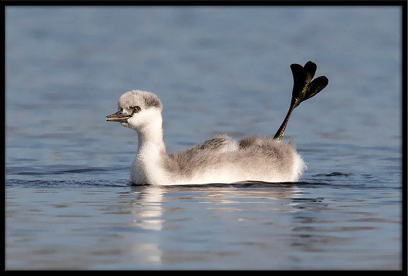 Western Grebe Chick