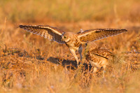 Burrowing Owl