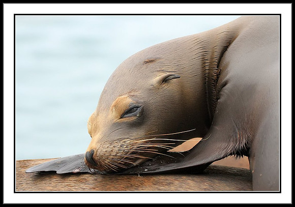 Sea Lion
