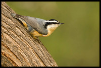 Red-breasted Nuthatch