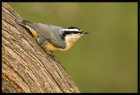 Red-breasted Nuthatch