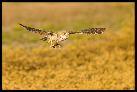 Burrowing Owl Catches Squirrel: 4 of 5