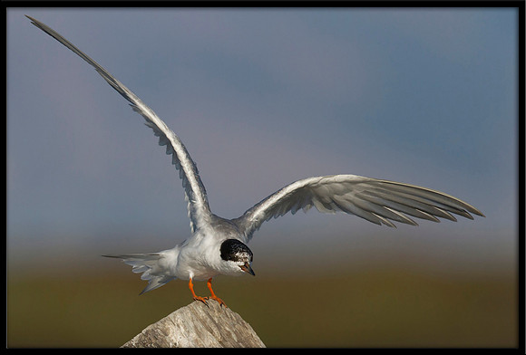 Forster's Tern