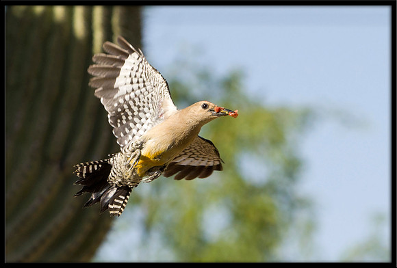 Gila Woodpecker nest