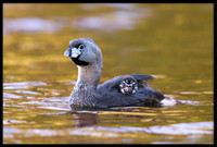 Pied-billed Grebes