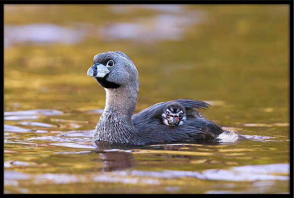 Pied-billed Grebe with chicks