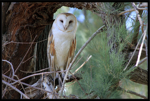 Barn Owl