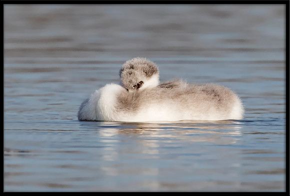 Western Grebe Chick